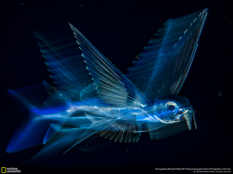 Illustration for article titled Las fotos ganadoras del concurso anual de National Geographic muestran un planeta tan hermoso que no lo merecemos